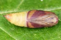 Lythria cruentaria - Пяденица пурпурная (кровавая)