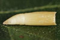 Cyclophora albipunctata - Пяденица цветочная белоточечная