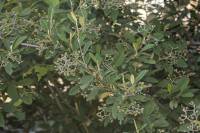 Cotoneaster coriaceus