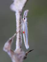 Pleurota aristella - Длинноносая моль