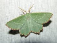 Thalera fimbrialis - Пяденица тупоугольная зеленая