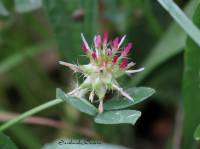 Trifolium spumosum - Клевер пенистый, Амория пенистая