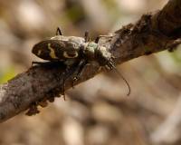 Cicindela sylvatica - Скакун лесной