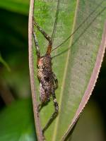 Tettigoniidae - Pseudophyllinae