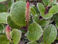 Salix reticulata - Ива сетчатая