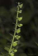 Scutellaria altissima - Шлемник высочайший, или Шлемник высокий
