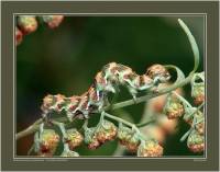 Cucullia absinthii - Капюшонница коричневая