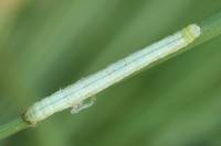 Cleora cinctaria - Пяденица дымчатая весенняя (опоясанная)