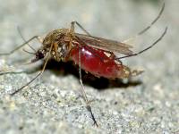 Culicidae - Комары настоящие