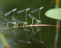 Platycnemis pennipes - Плосконожка обыкновенная