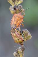Carpocoris mediterraneus - Щитник пурпурнокрылый