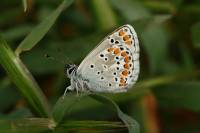 Aricia agestis - Голубянка бурая,  Голубянка агестис