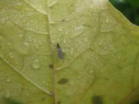 Mycetophilidae - Грибные комарики