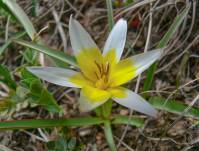Tulipa urumiensis - Тюльпан поздний