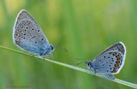 Голубянки чудесной shijimiaeoides divina. Голубянка Арион бабочка. Голубянка Ореон. Голубянка Арион самка. Голубянка Артаксеркс.