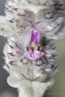 Stachys cretica subsp. cretica - Чистец обёрнутый
