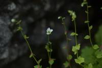 Saxifraga cernua - Камнеломка поникающая