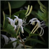 Caprifoliaceae - Жимолостные