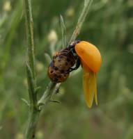Coccinella septempunctata - Коровка семиточечная