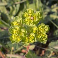Euphorbia helioscopia - Молочай-солнцегляд
