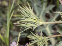 Eryngium campestre - Синеголовник полевой,  Синеголовник равнинный