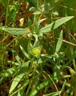 Helianthemum ledifolium - Солнцецвет багульниколистный