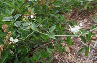 Boerhavia plumbaginea - Коммикарпус плюмбаговый
