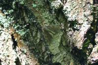 Apamea crenata - Совка полевая окаймленная