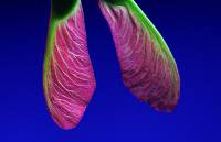 Sapindaceae - Сапиндовые
