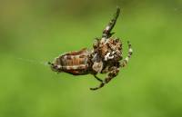 Araneus angulatus - Угловатый крестовик