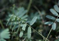 Mimosa pudica - Мимоза стыдливая