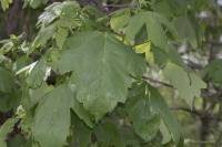 Acer pseudoplatanus - Клён ложноплатановый