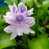 Pontederia crassipes - Эйхорния отличная, или водяной гиацинт
