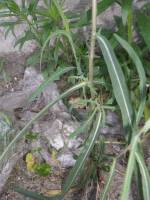 Lactuca saligna - Латук солончаковый