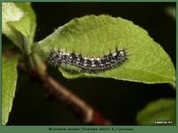 Leucoma salicis - Волнянка ивовая