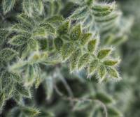 Astragalus rupifragus - Астрагал камнеломный