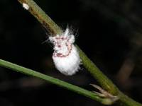 Icerya purchasi - Ицерия, австралийский желобчатый червец