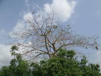 Adansonia digitata - Баобаб, или Адансония пальчатая