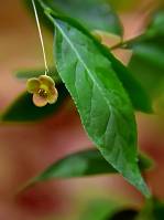 Celastraceae - Бересклетовые