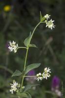 Vincetoxicum hirundinaria - Ластовень ласточкин
