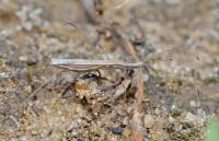 Neides tipularius - Неидес комаровидный