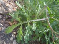 Erucaria hispanica - Эрукария испанская