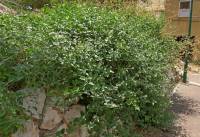 Boerhavia plumbaginea - Коммикарпус плюмбаговый