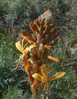 Asphodeline lutea - Асфоделина жёлтая