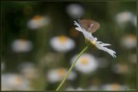 Coenonympha pamphilus - Сенница обыкновенная