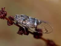 Cicadidae - Цикады певчие