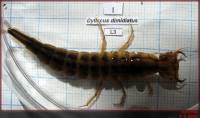 Dytiscus dimidiatus - Плавунец окантованный (=разделённый)