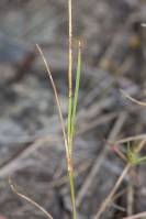 Dianthus campestris subsp. campestris - Гвоздика полевая