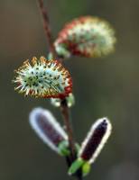 Salicaceae - Ивовые