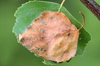 Enargia paleacea - Совка бледная лиственная